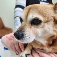 Summit Veterinary Urgent Care ico