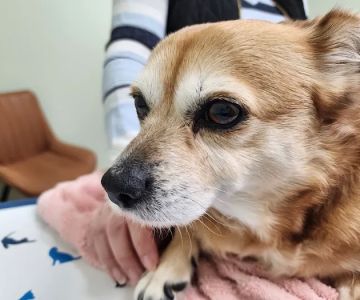 Summit Veterinary Urgent Care