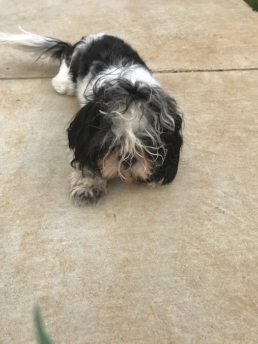 Pet Wellness Clinic, Inc. 7