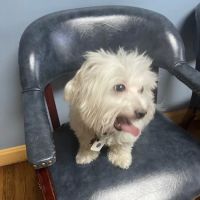 Pet Wellness Clinic, Inc. ico