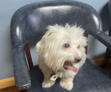 Pet Wellness Clinic, Inc.