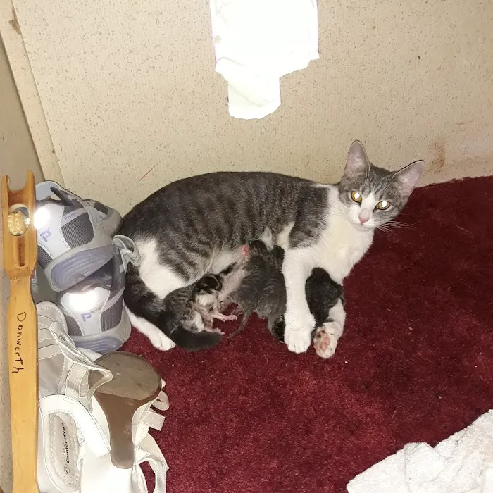 Jackson Pet Emergency Clinic 9