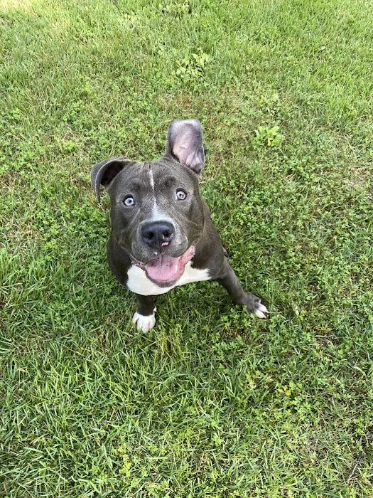 Jackson Pet Emergency Clinic 8