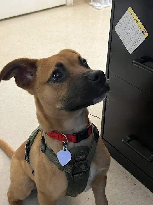 Jackson Pet Emergency Clinic 6