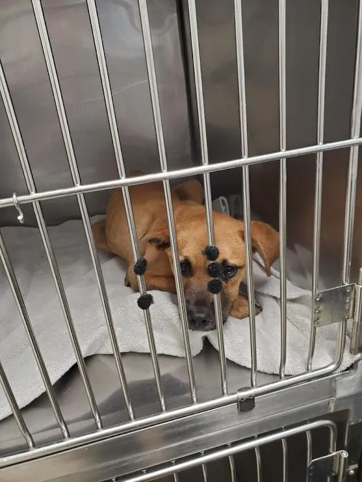 Jackson Pet Emergency Clinic 7