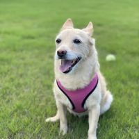 Jackson Pet Emergency Clinic ico
