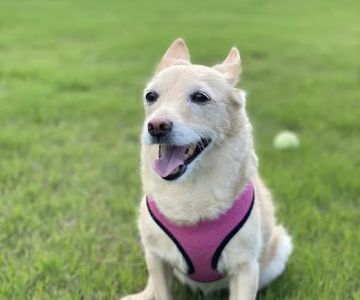 Jackson Pet Emergency Clinic