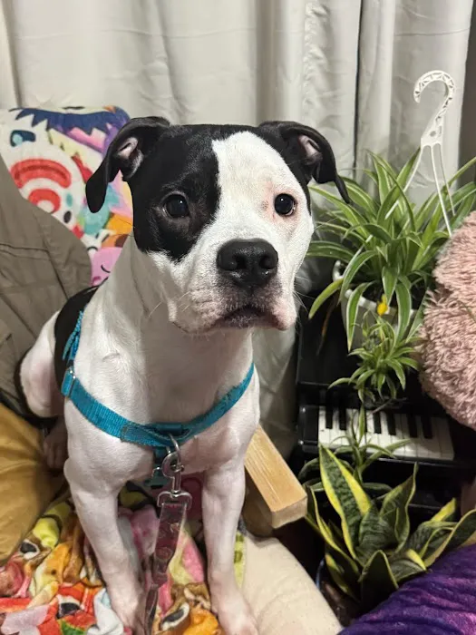 Jackson Animal Clinic 1