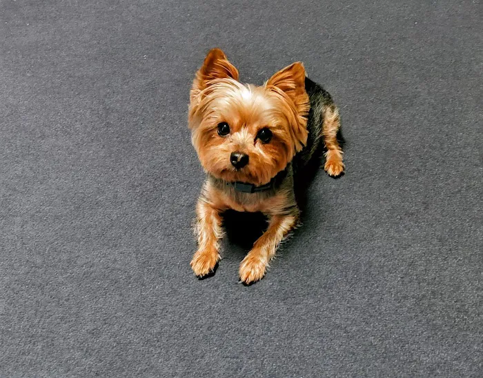 Jackson Animal Clinic 3