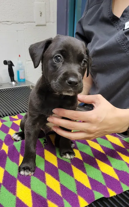 Parkway Animal Hospital 6