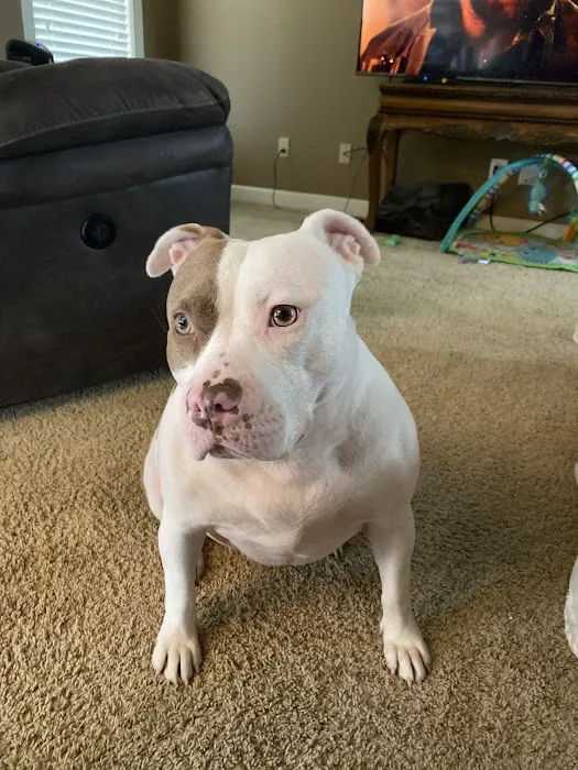 North Madison Animal Hospital 1
