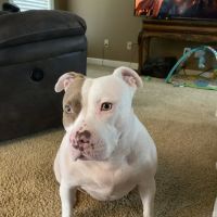 North Madison Animal Hospital ico
