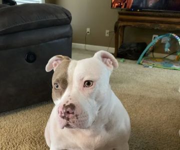 North Madison Animal Hospital