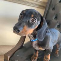 Carlton Animal Clinic ico