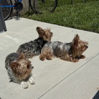 Larue County Animal Clinic ico