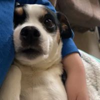 Ridgeview Animal Clinic ico