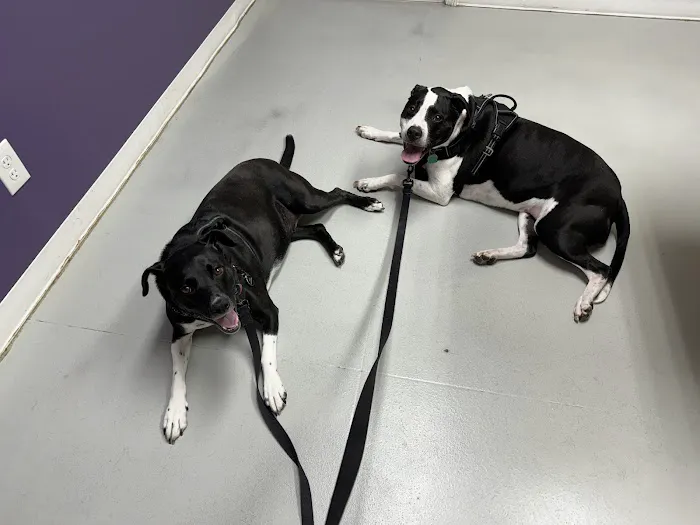 Ridgeview Animal Clinic 12