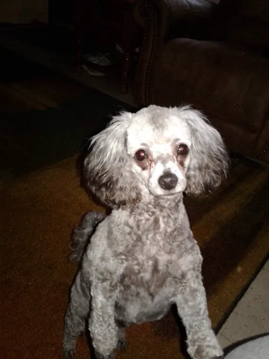 Ridgeview Animal Clinic 12