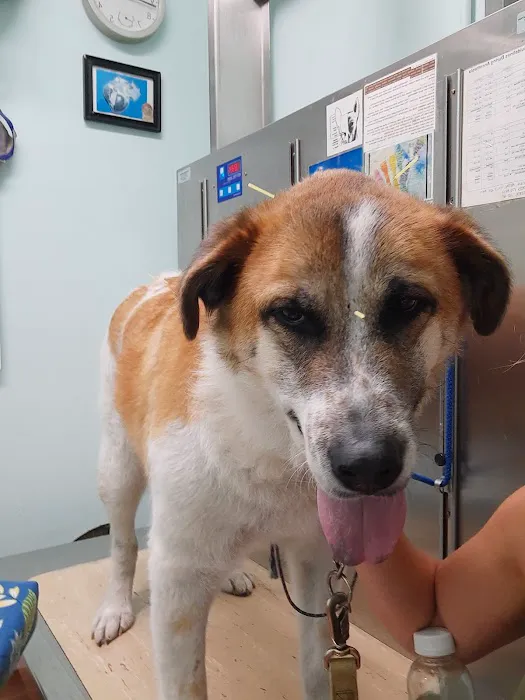 Avatar Holistic Veterinary Services 12