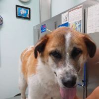 Avatar Holistic Veterinary Services ico