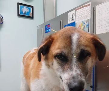 Avatar Holistic Veterinary Services