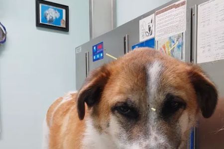 Avatar Holistic Veterinary Services
