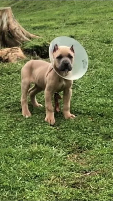 Town & Country Veterinary Services 12