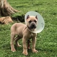Town & Country Veterinary Services ico
