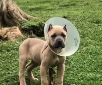 Town & Country Veterinary Services
