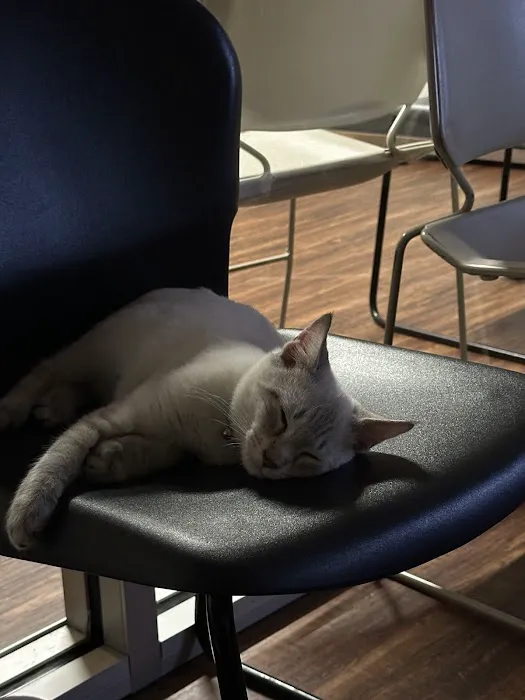 Little Angels Veterinary Urgent Care Services 2