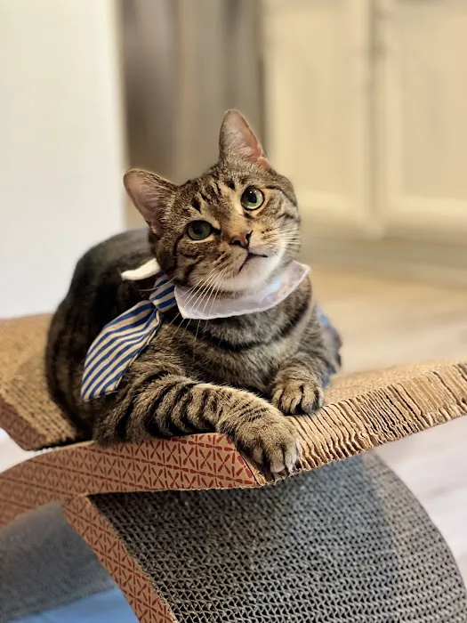 Little Angels Veterinary Urgent Care Services 1