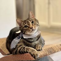 Little Angels Veterinary Urgent Care Services ico