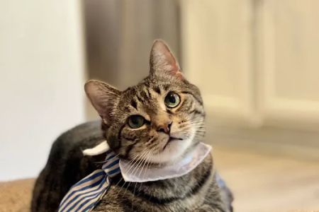 Little Angels Veterinary Urgent Care Services