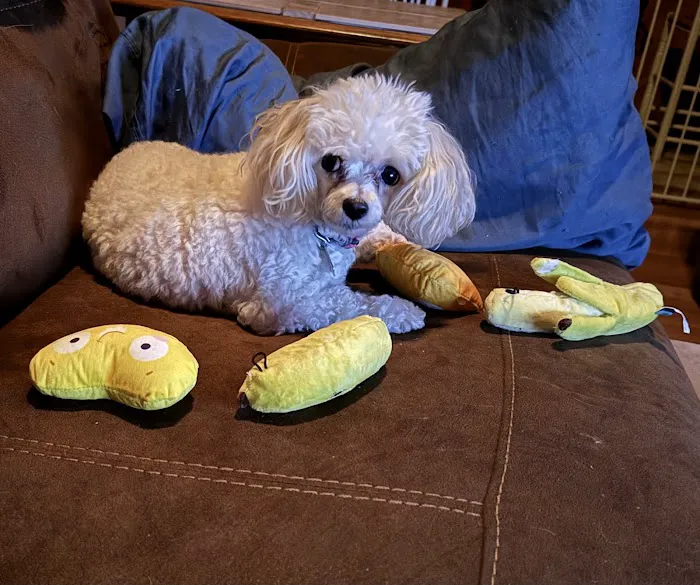 Little Angels Veterinary Urgent Care Services 7