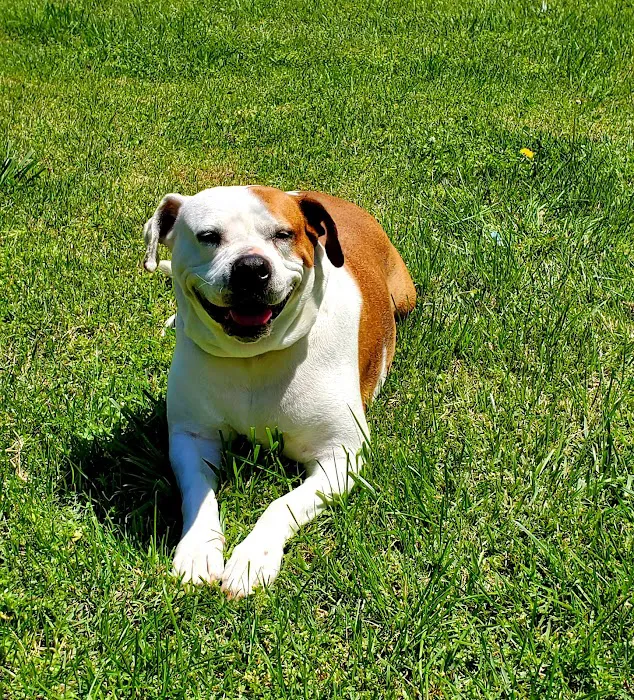 St Bethlehem Animal Clinic 12