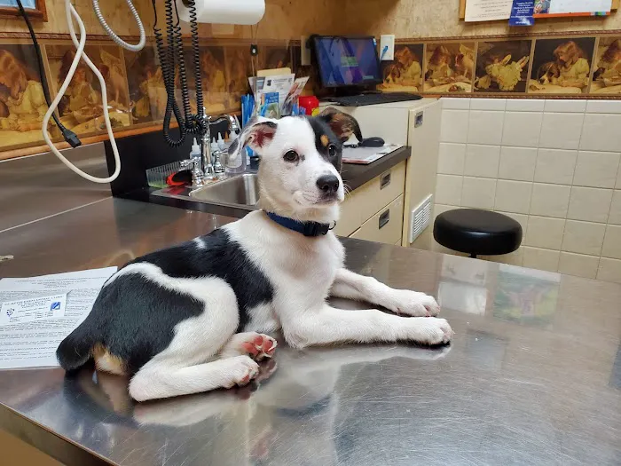 St Bethlehem Animal Clinic 12