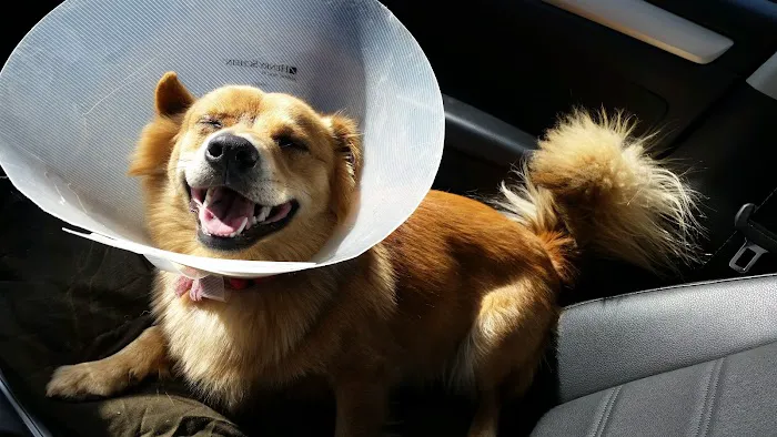St Bethlehem Animal Clinic 12