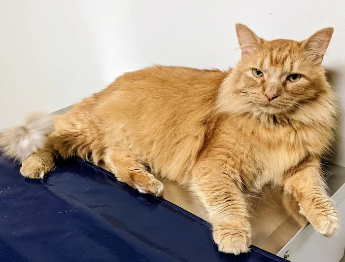 All God's Creatures Veterinary Clinic 12