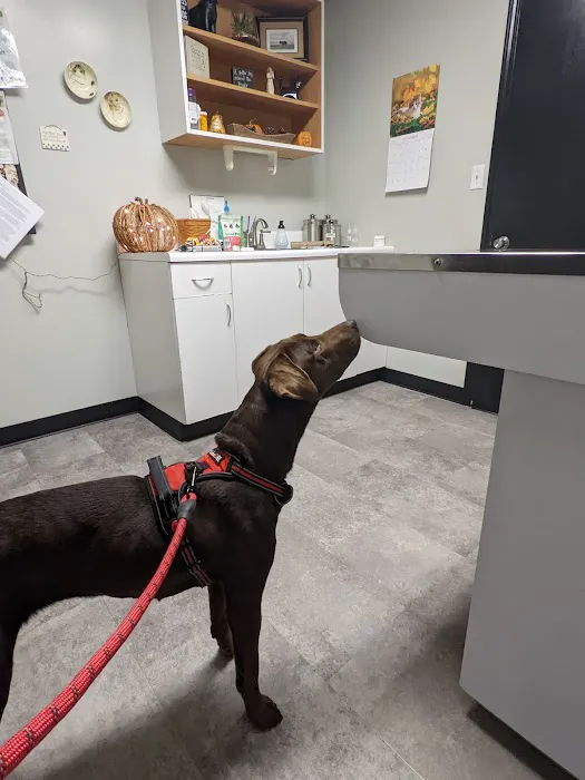 All God's Creatures Veterinary Clinic 12