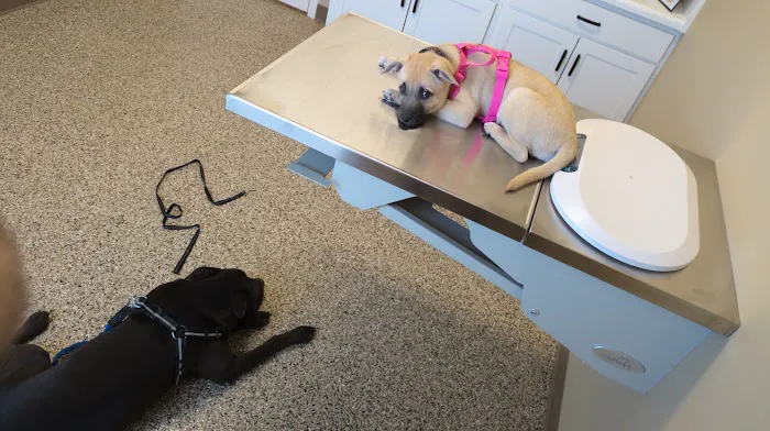 Blake Veterinary Clinic 12