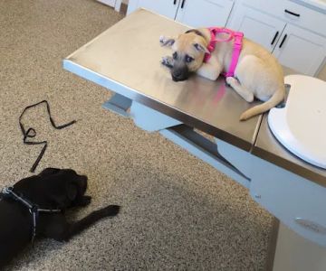 Blake Veterinary Clinic
