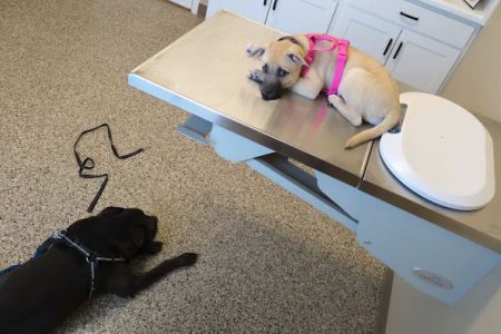 Blake Veterinary Clinic