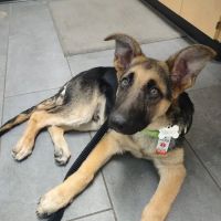 Banfield Pet Hospital ico