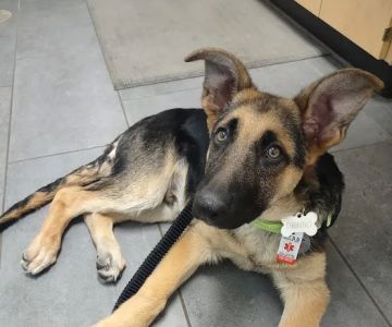 Banfield Pet Hospital