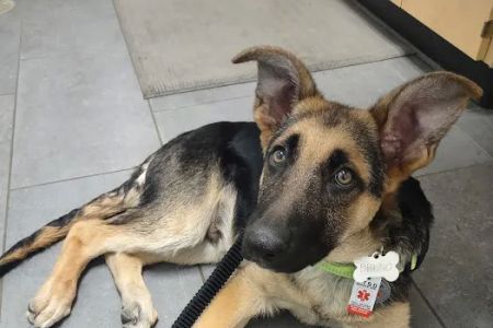 Banfield Pet Hospital