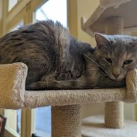 The Cats on Commerce ico