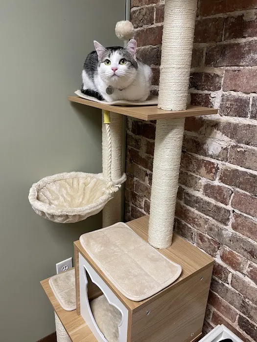 The Cats on Commerce 4
