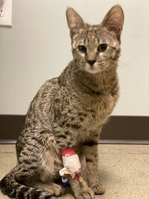 Clarksville Veterinary Emergency & Specialty 12