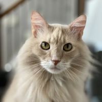 Clarksville Veterinary Emergency & Specialty ico