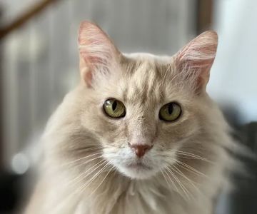 Clarksville Veterinary Emergency & Specialty